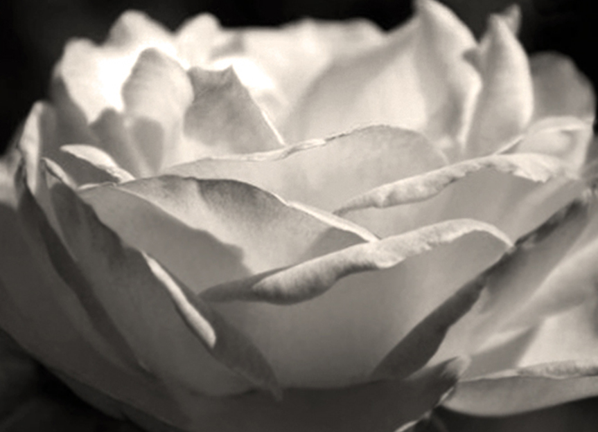 Rose - 'Bibi Mazioon' White to Pink