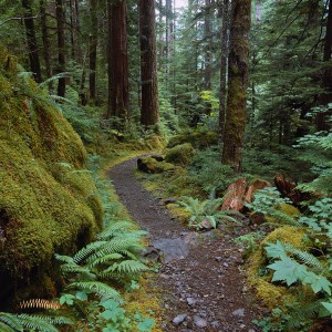 Trail in Temperate Rainforest