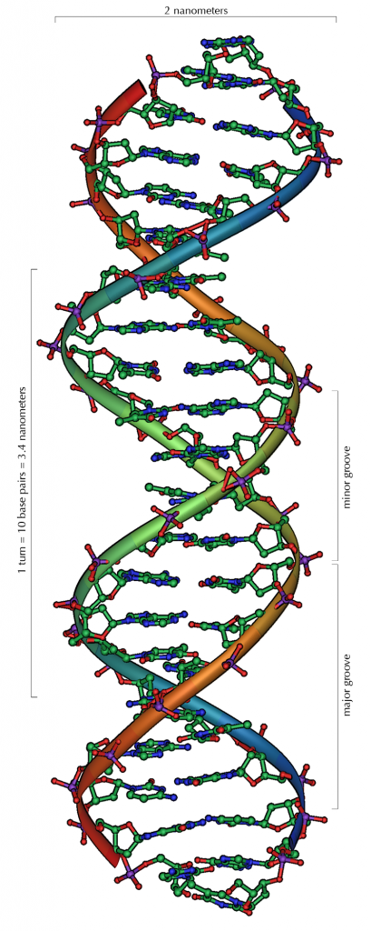 DNA_Overview-409x1024
